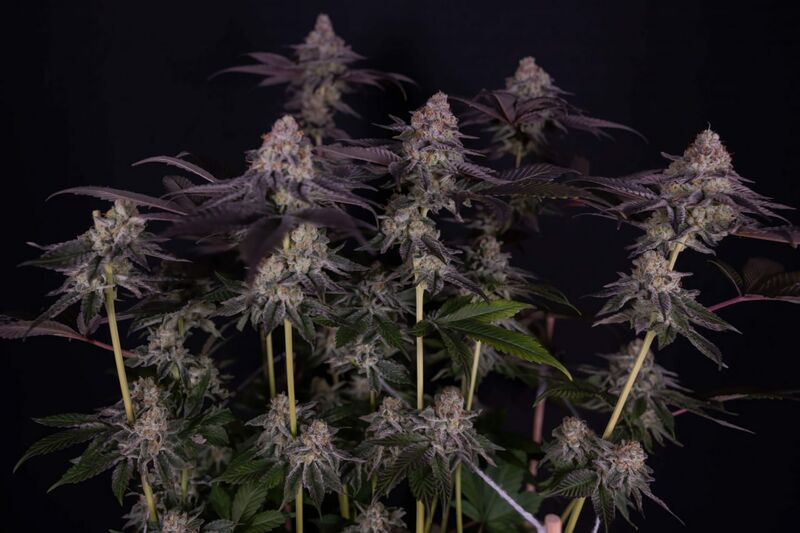 Milky Dreams, Фасовка: 3, изображение 2